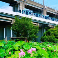 古代蓮が見頃です！前編（埼玉県上尾市原市沼 2025.7.22 撮影）