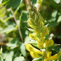 春～秋の花：コリダリス・ウイルソニィ