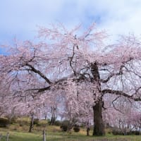 枝垂れ桜