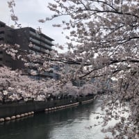 横浜大岡川の桜