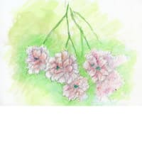 菊桜