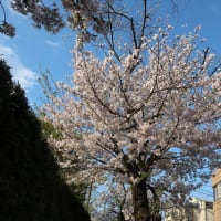 ２０２５年★荏原町駅周辺の桜