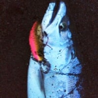 海サクラ釣行記in浜益