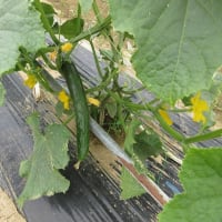 落花生畝の草取り