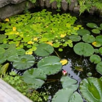 長谷寺　虚子の句碑