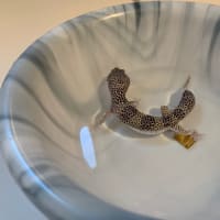 レオパ 温浴 夢々の飼育ブログ的なやつ