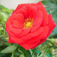 季節の花「・薔薇 （ばら）」