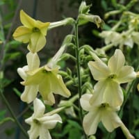 春～秋の花：宿根煙草