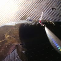 バラシ無し！カルティバ最高