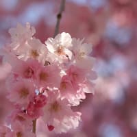 花襲ぬ、桜四月