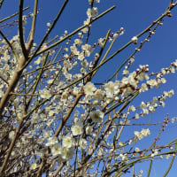 梅から桜へ