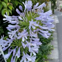 梅雨散歩