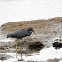 06/19探鳥記録写真：狩尾岬の鳥たち（クロサギの採餌模様、岩礁上のミサゴ、トビ、）