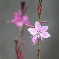 ガウラ　〈矮性の白蝶草：ピンクの花〉　
