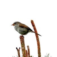 04/28探鳥記録写真：はまゆう公園の鳥たち（ウグイス、ホオジロ、）
