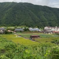 天上の地～コキアと棚田　　北丹沢の麓・緑区青根