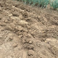 除草作業とジャガイモ堀り