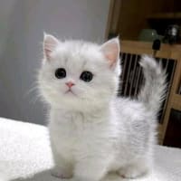 可愛く癒される猫ちゃんたちその⑨