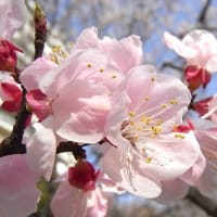 　桜の日
