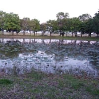 水鳥の池へ