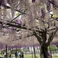 天王川公園の藤　満開　津島市