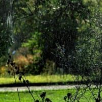 雨が降るとアレルギーになる！？