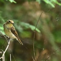 キビタキとヤマガラの幼鳥