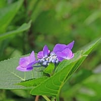 篠山囲炉裏料理 いわや