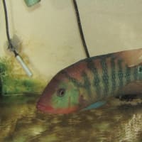 ②フェスタ