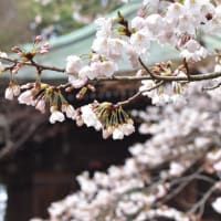 明達寺の桜