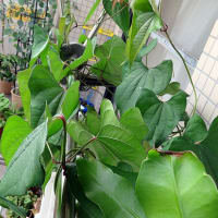ムラサキ山芋の葉っぱのカーテンが揺れる　　　　　　　　　　今年四つ目の月下美人の花芽が大きくなっている　