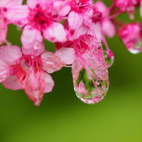 雨のあと