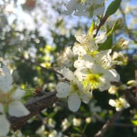 プラム収穫と《blog再開＆引越し》　　