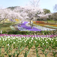 火の山公園トルコチューリップ園