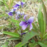 野の花プチノート　紫・青