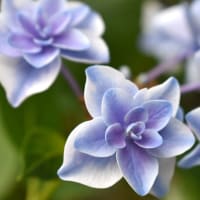 ７月の蒼い星花。