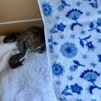 空色の日のひーちゃん