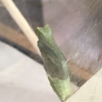 アゲハチョウ65