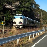 パンダくろしおに出逢った👍