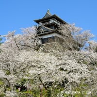 桜満開の丸岡城