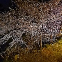 奈良の都は 🌸の 宴