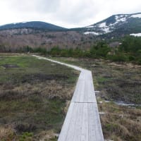 残雪フミフミ一切経山（2025.5.23）#3 浄土平湿原にワタスゲの花は咲いているかな？