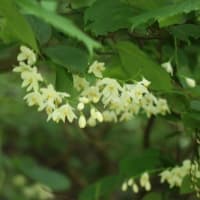 爽やかな5月の花巡り