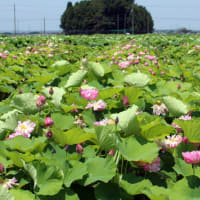 船頭平閘門と赤蓮保存田