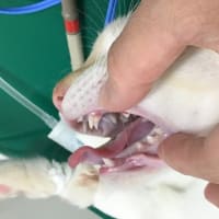 仔猫の乳歯が残っていた！