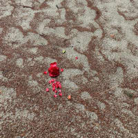#花　雨上がりの造形