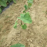 モロッコインゲンに花