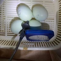 アローカナ　検卵