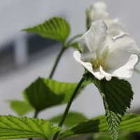 遺伝子組み換え食物の背景　③