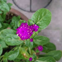 片隅の花　いい天気なので花を眺めてのんびりしました。